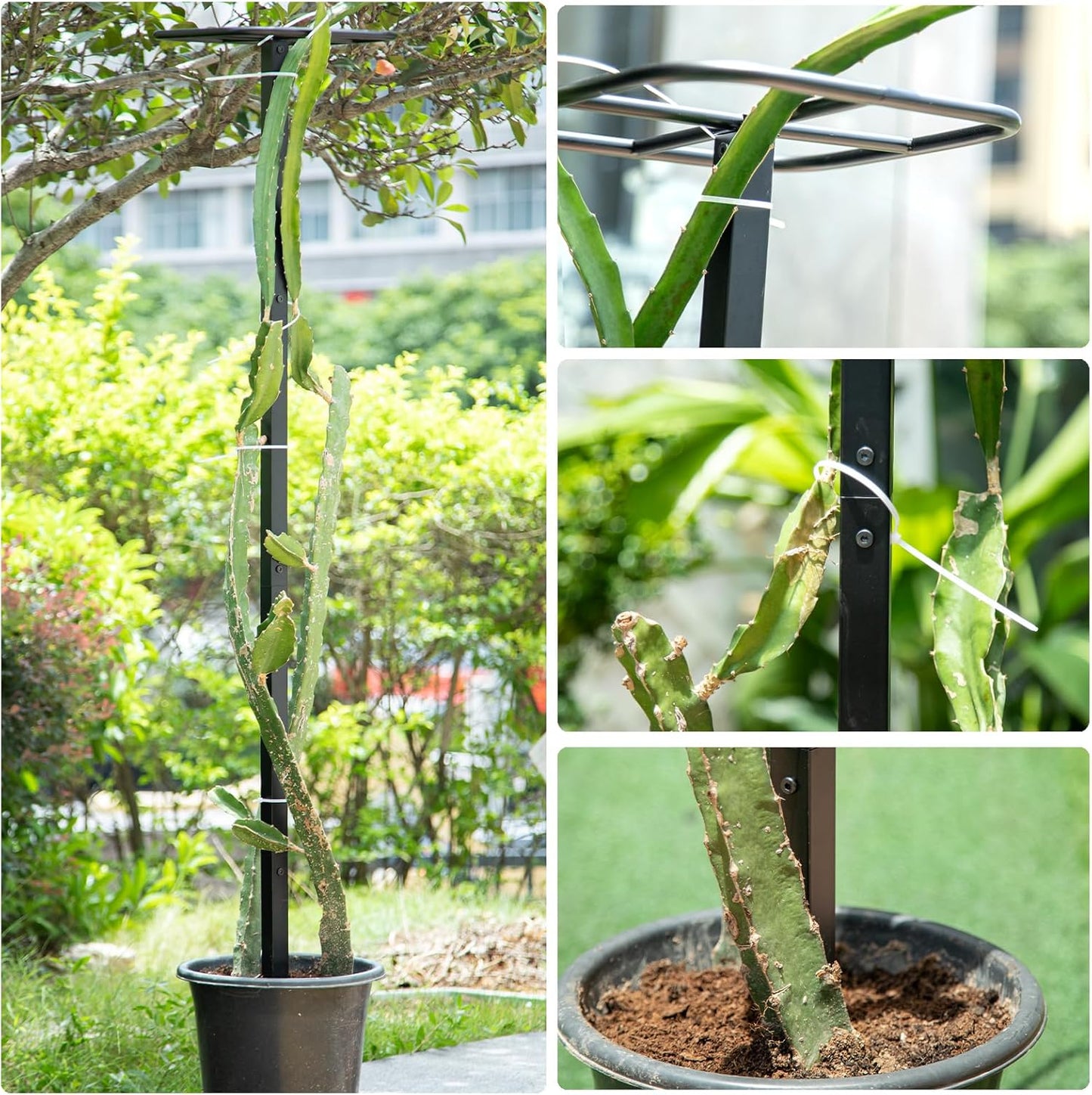 63" Metal Dragon Fruit Trellis – Durable Outdoor Garden Support for Climbing Plants, Easy Assembly Vertical Structure, Ideal for Dragon Fruit Growers