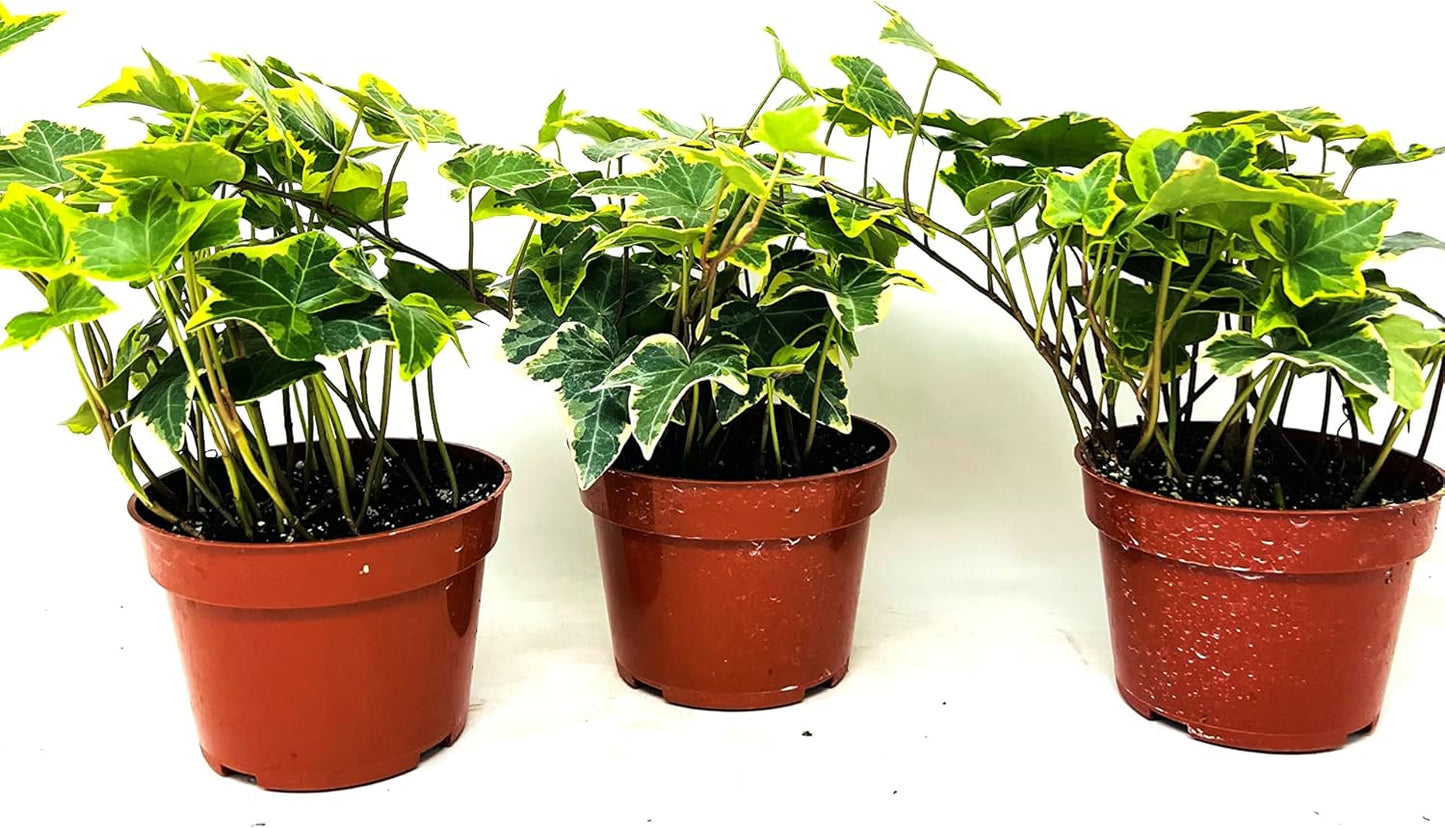 Gold Child English Ivy -3 Pack 3'' pots -Groundcover House Plant