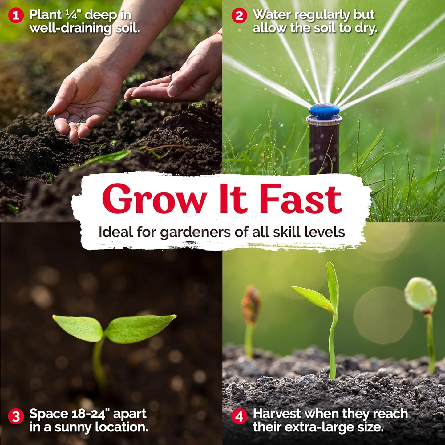 KVITER 100 Grande Jumbo Jalapeno Seeds for Planting (Capsicum Annuum) – Ultimate Stuffer Heirloom Pepper, Extra Large Hot Jalapeno Pepper Seeds – Vegetable Seeds for Outdoor & Indoor Garden