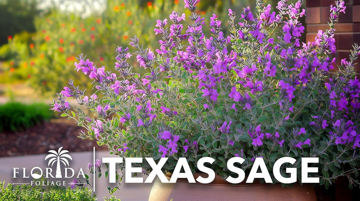 Texas Sage | 10 Live Plants | Leucophyllum frutescens | Drought-Tolerant Shrub for Landscaping | Hardy Evergreen with Silver Foliage and Purple Blooms