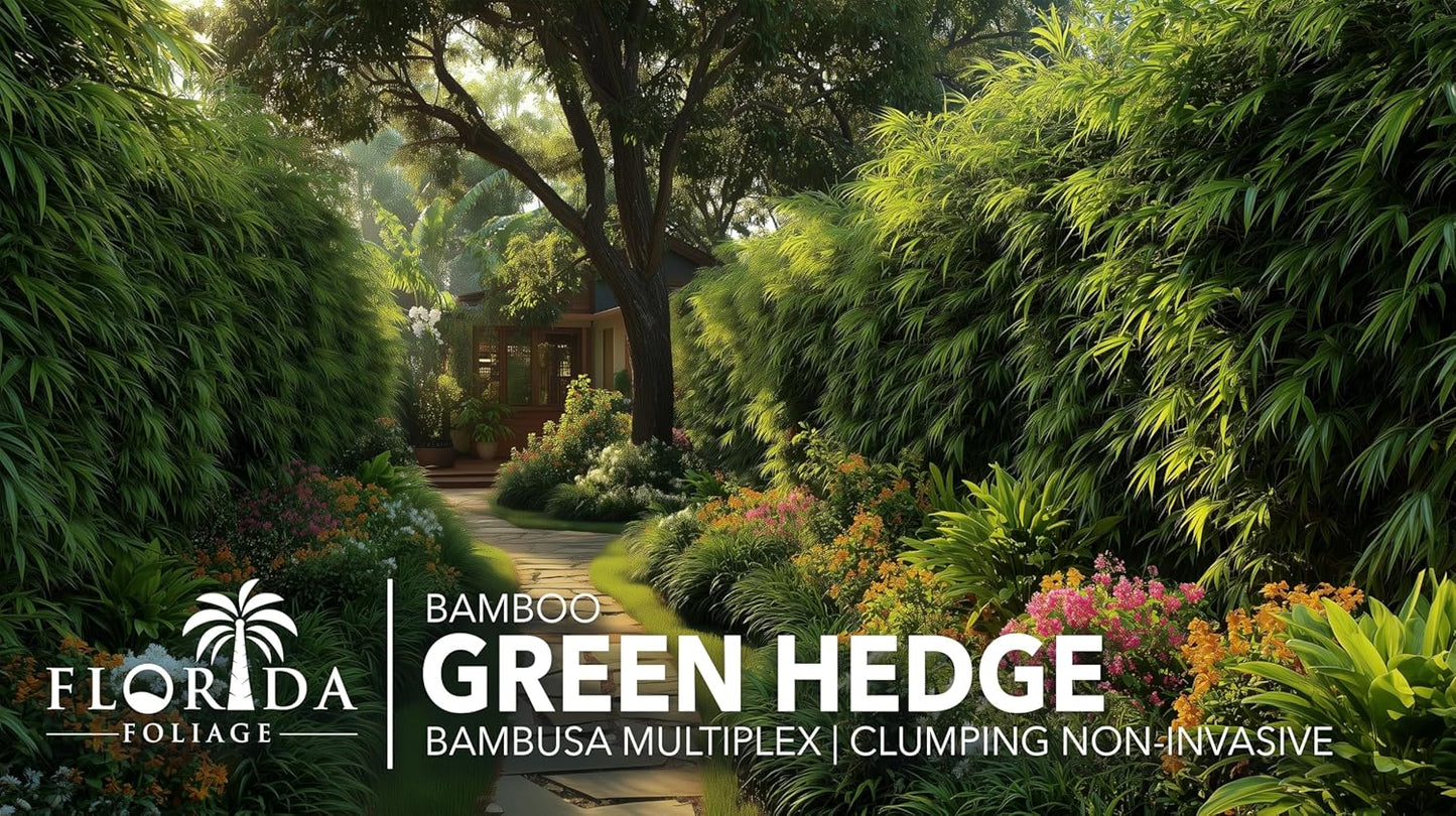 Green Hedge Bamboo | 2 Extra Large 3 Gallon Plants | Bambusa multiplex | Fast Growing Privacy Screen | Clumping Bamboo for Landscapes Gardens Walkways Accent Foundation Beds Decorative Garden