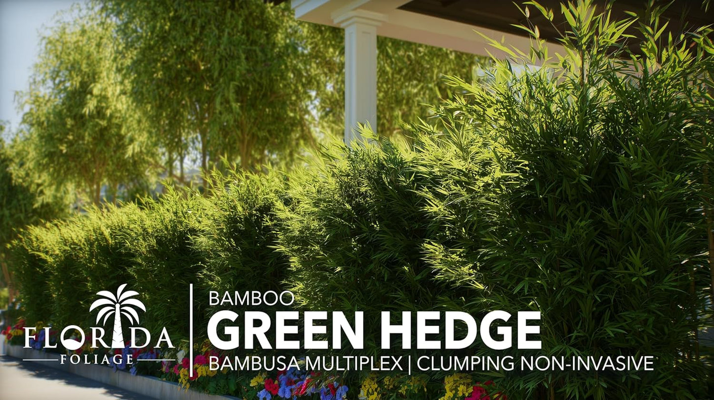 Green Hedge Bamboo | 3 Large Gallon Size Plants | Bambusa multiplex | Fast Growing Privacy Screen | Clumping Bamboo for Landscapes Gardens Walkways Accent Foundation Beds Decorative Garden