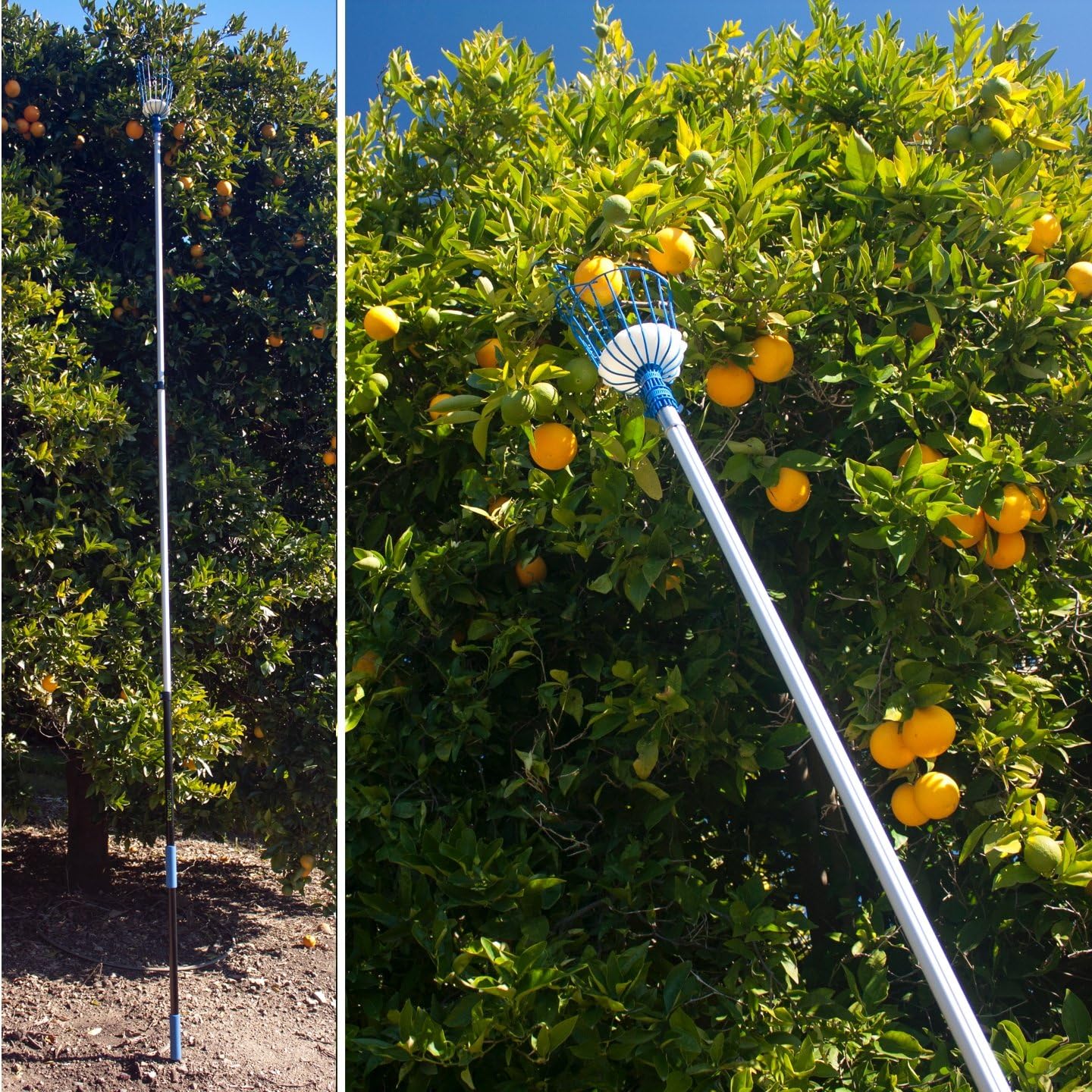 EVERSPROUT 4.5-to-12ft Durable Fruit Picker with 20+ Foot Reach – Telescoping Fruit Picker Pole, Lightweight Twist-On Fruit Picking Tool with Basket, Aluminium Extension Pole for Tree Fruit Harvesting