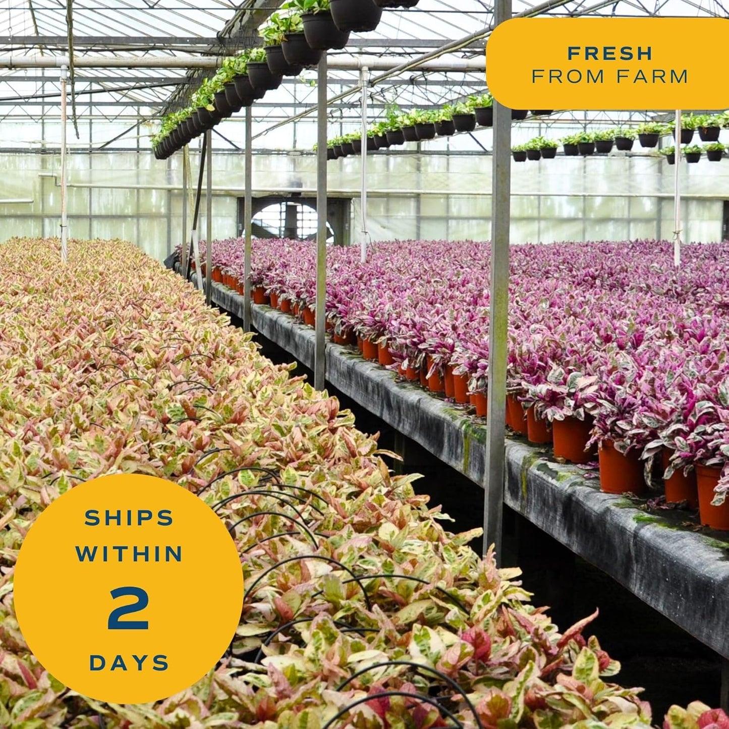 Costa Farms Live Plants (Pack of 4), Easy to Grow Live Indoor Houseplants in 3.8-Inch Plant Pots, Hand-Selected Varieties, Home and Room Decor, 8-10 Inches Tall