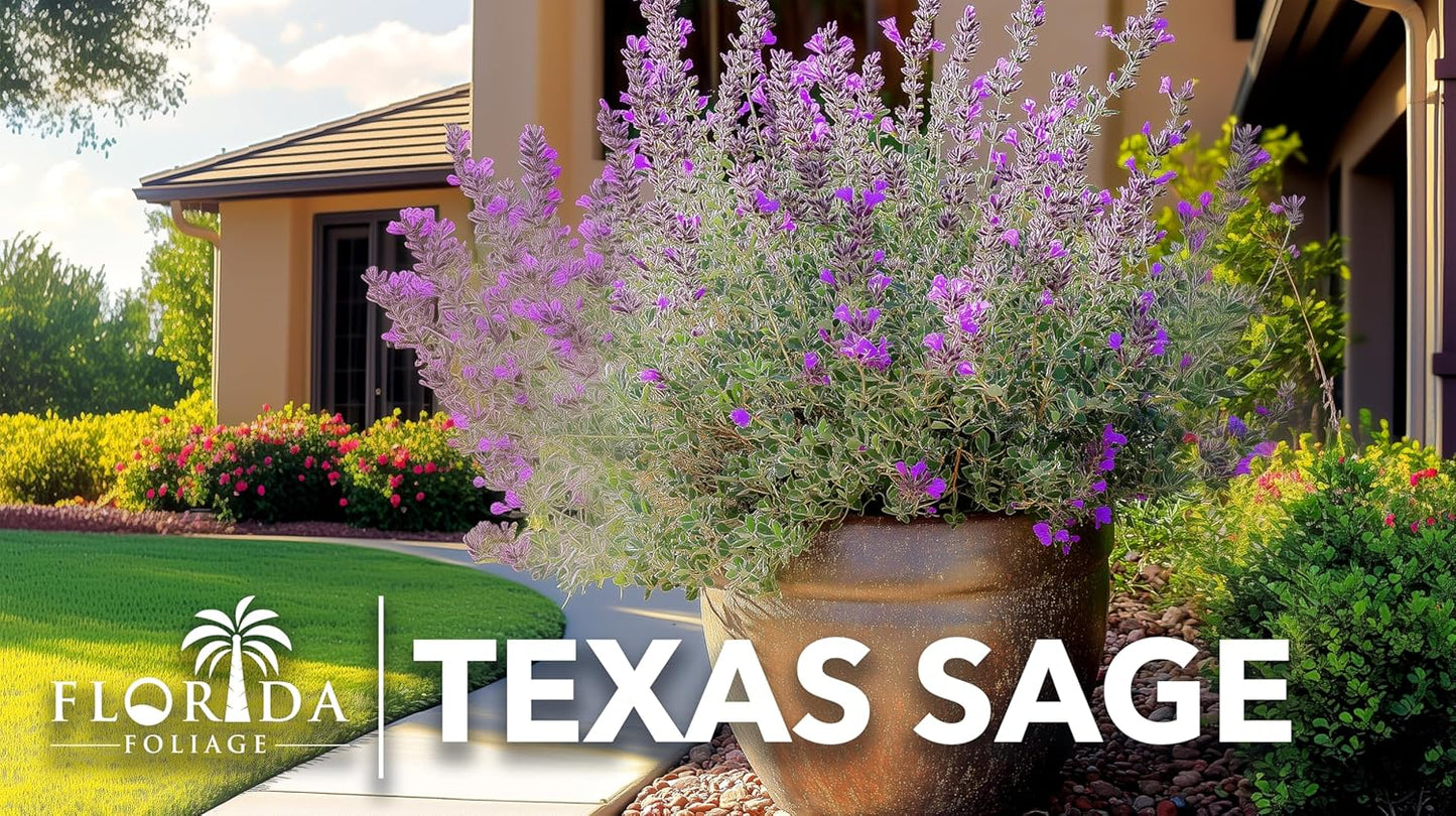 Texas Sage | 30 Live Plants | Leucophyllum frutescens | Drought-Tolerant Shrub for Landscaping | Hardy Evergreen with Silver Foliage and Purple Blooms