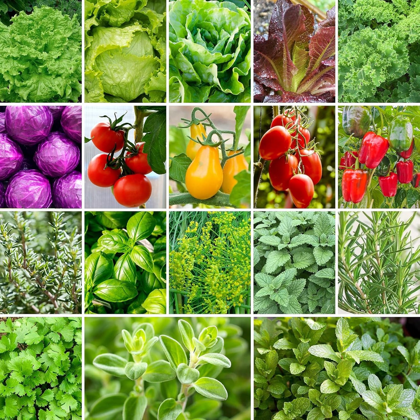 18 Varieties Herb & Vegetable Seeds for Hydroponic, 13000+ Seeds for Indoor Outdoor Garden Planting Home Veggie Herb, Heirloom Non-GMO Culinary Collection Gift Pack