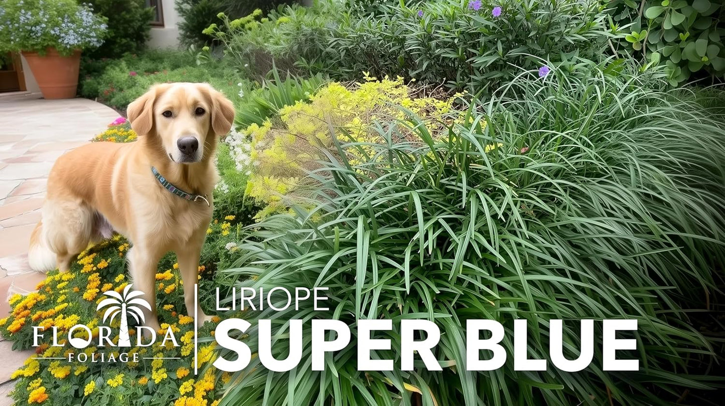 Liriope Super Blue | 1 Large Gallon Size Plant | Liriope muscari 'Super Blue' | Ornamental Ground Cover Plants | Shade-Tolerant Landscaping Perennial