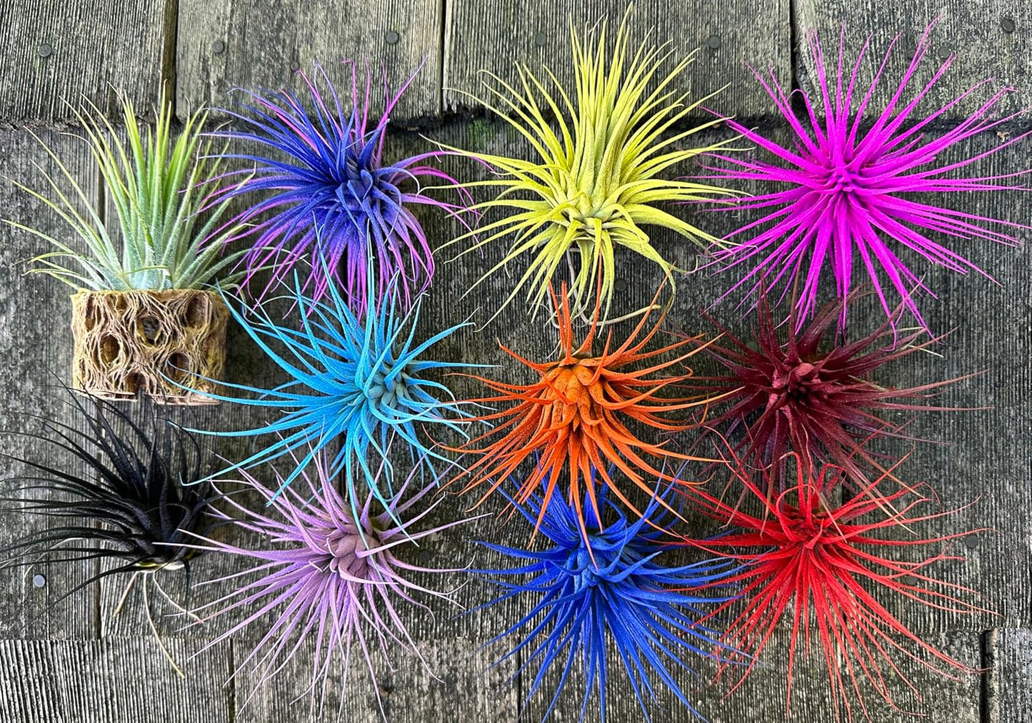 Live Extra Large Tillandsia Ionantha Guatemala Colorful Air Plant 3+ inch Enhanced Color Easy Care Indoor Outdoor Home Decor Gift Airplant by Awesome Industries (Deep Blue XL)