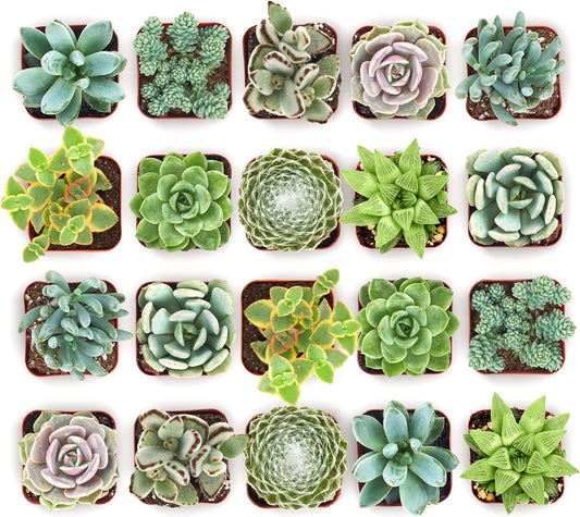 Shop Succulents Mixed Succulent Plant Pack 2" Grow Pot Pack of 64