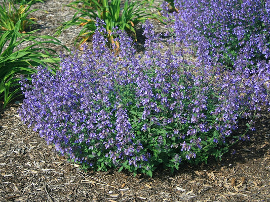 Greenwood Nursery: Live Perennial Plants - 'Junior Walkers Low' Catmint + Nepeta × Faassenii - [Qty: 3X Pint Pots] - (Click for Other Available Plants/Quantities)