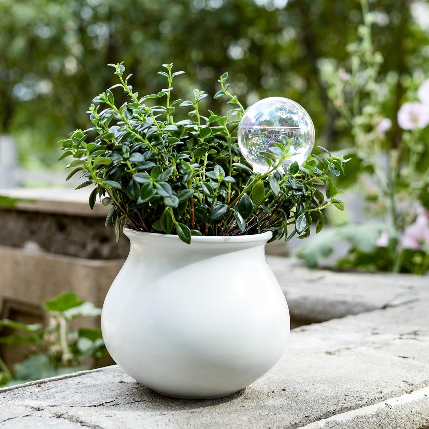 6.4 oz Medium Plant Self Watering Globes, Light Iridescent Glass Water Bulb for Indoor Plants While Away, Automatic Plant Waterer Self-Watering Stakes, Perfect Gardening Gifts, 2 Pack