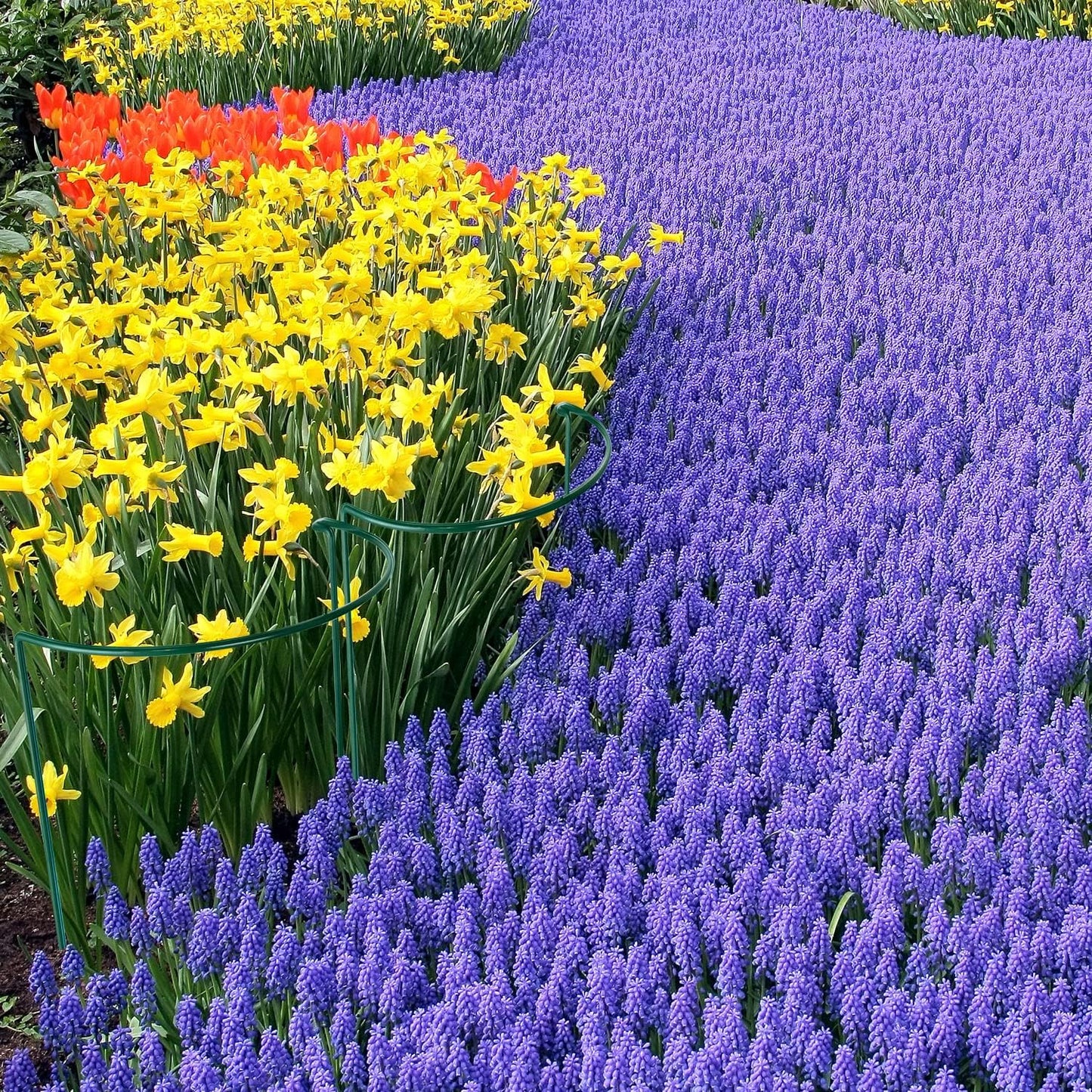 HiGift 8 Pack Plant Support Stakes, Half Round Metal Garden Plant Stake Indoor Peony Cages and Supports, Green Plant Support Ring Border for Tomato,Hydrangea,Flower Outdoor (10" Wide x 15.8" High)