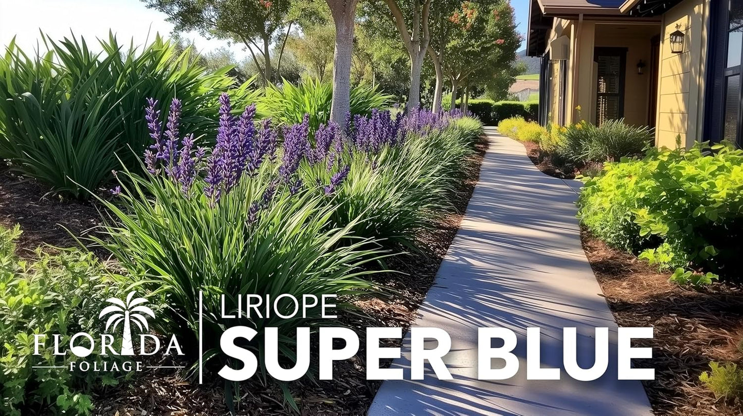 Liriope Super Blue | 20 Live Plants | Liriope muscari 'Super Blue' | Ornamental Ground Cover Plants | Shade-Tolerant Landscaping Perennial