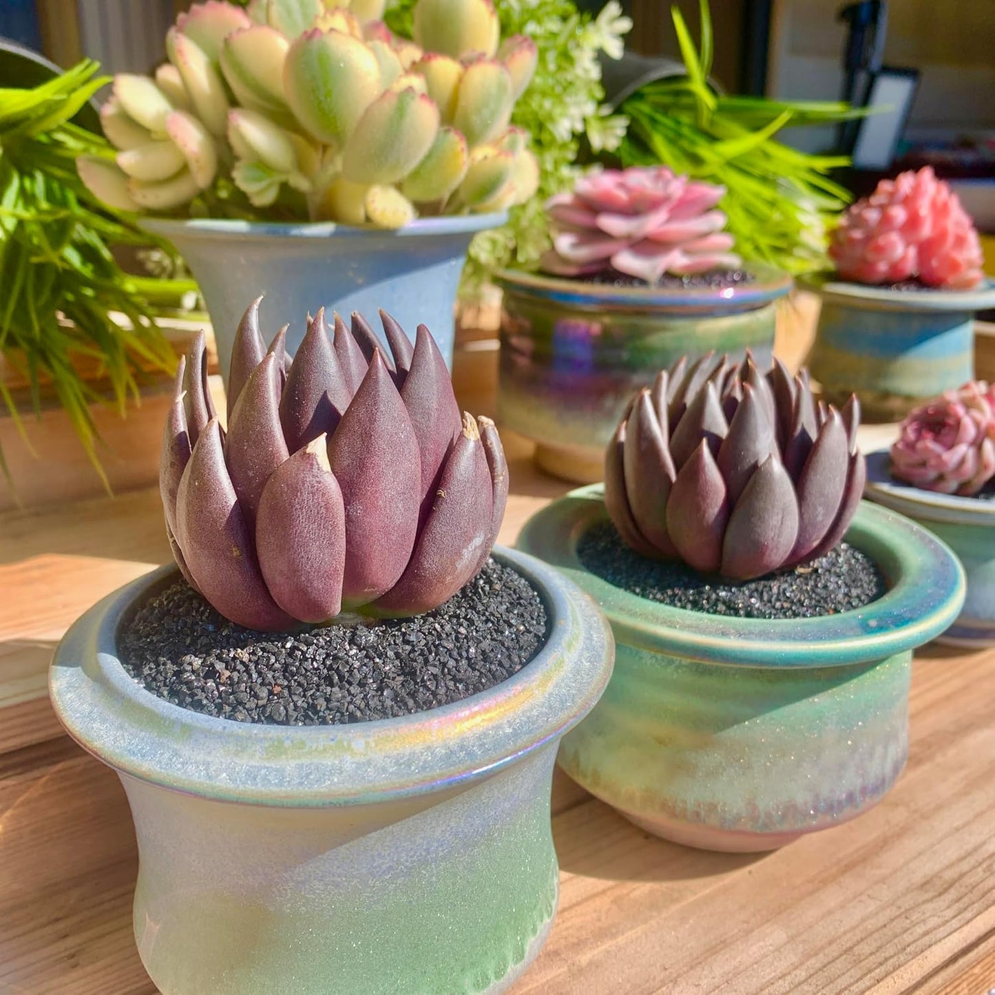 FWPP Live Succulents Plants Echeveria Affinis 2 inches,Rare Black Succulents Bare Root Without Pot Soil, Live Plants Indoor Office Decoration Wedding and Gift