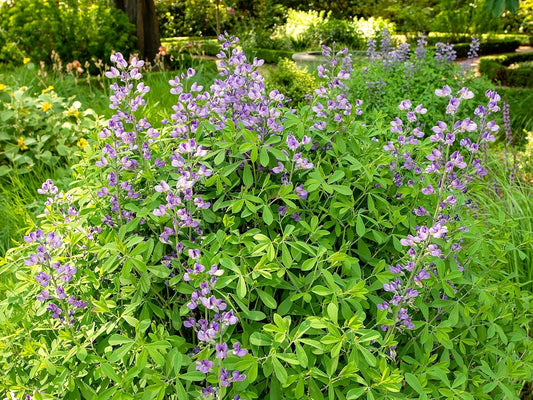Greenwood Nursery: Live Perennial Plants - Blue False Indigo + Baptisia Australis - [Qty: 1x Pint Pot] - (Click for Other Available Plants/Quantities)