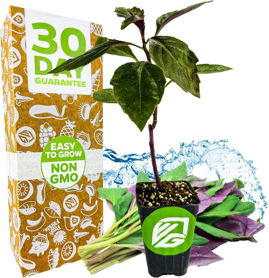 Okinawa Spinach - Gynura crepioides - Wellspring Garden Starter Plant - Easy to Grow Edible Plant - Vegetable Live Plant for Indoor & Outdoor Growing & Planting - Ideal for Home, Backyard & Gardening