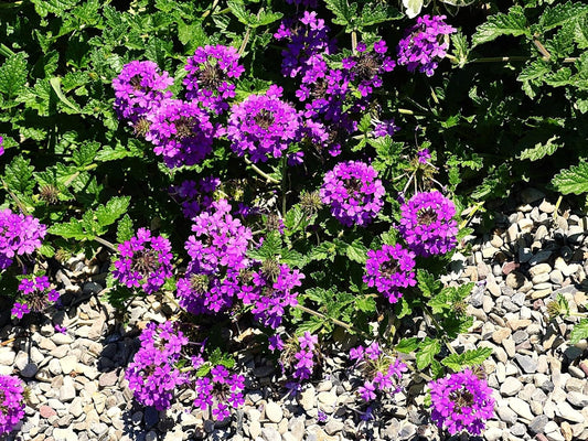 Greenwood Nursery: Live Perennial Plants - 'Homestead Purple' + Verbena Canadensis - [Qty: 5X Pint Pots] - (Click for Other Available Plants/Quantities)
