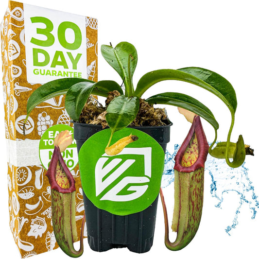 Miranda Carnivorous Pitcher Plant - Nepenthes Miranda - Wellspring Gardens Starter Plant - Unique & Exotic Tropical for Indoor/Outdoor Growing & Planting - Easy to Grow, Great for Nature Lovers