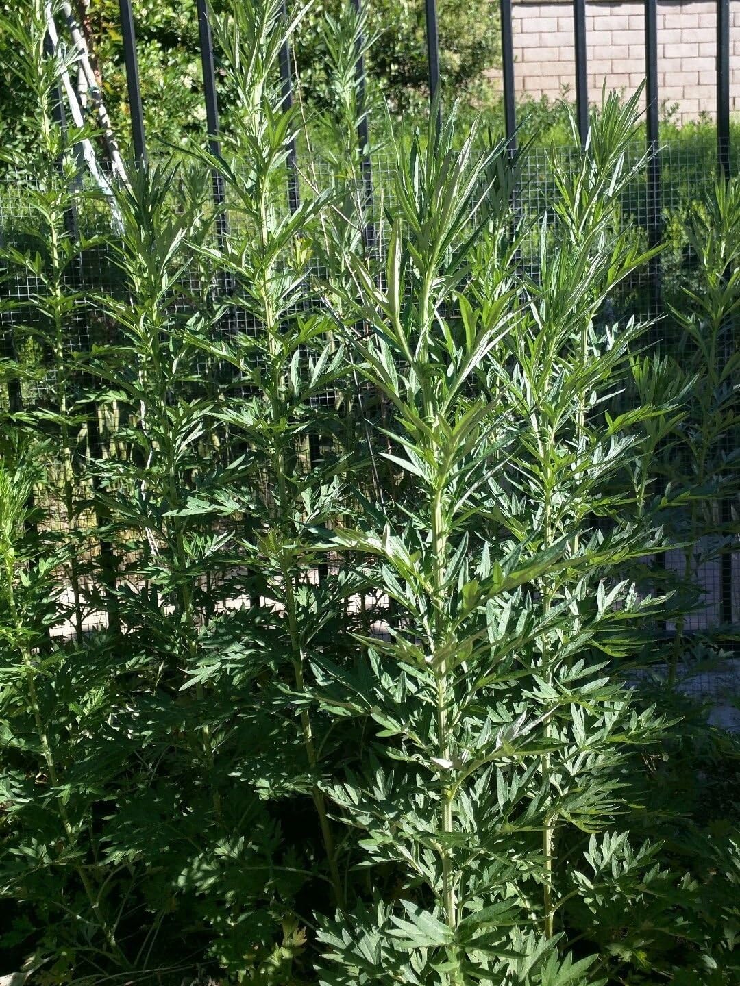 6 Fresh 16" Branches w/Leaves Organic Mugwort Herb Wicca Artemisia Vulgaris 艾草