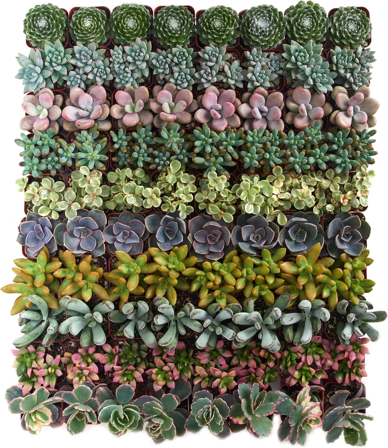 Shop Succulents Assorted Succulent Plant Pack Collection - Live Mini Succulent Plants, Low Maintenance, Mixture of Colors & Textures - Wedding and Party Favors, Gift & Garden, Pack of 100