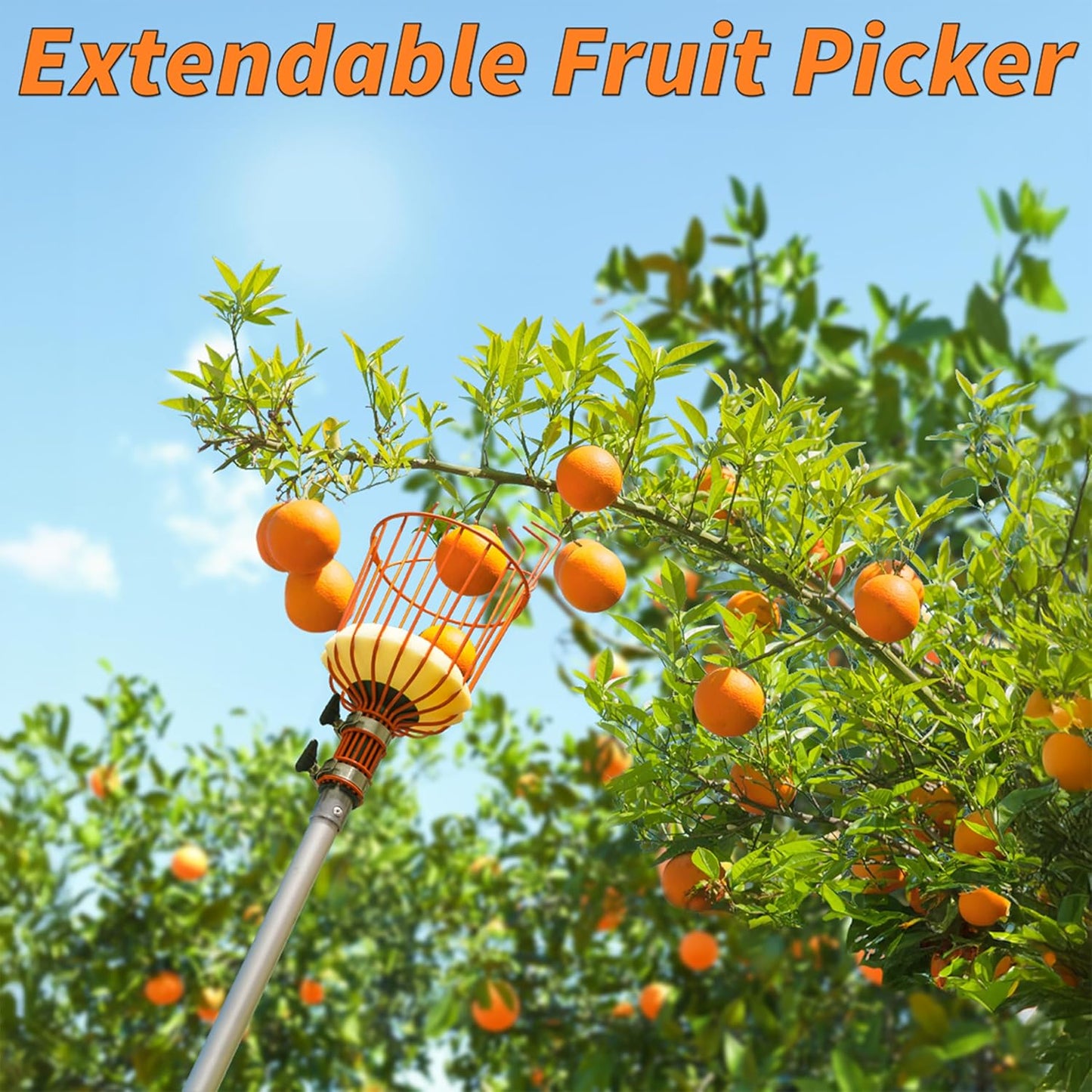 Fruit Picker Pole with Basket Telescoping 5-30 ft Apple Picker Extension Pole // Telescopic Fruit Tree Picker Tool for Picking Orange Mango Avocado Lemon Pear // The Ultimate High-Reach Fruit Grabber