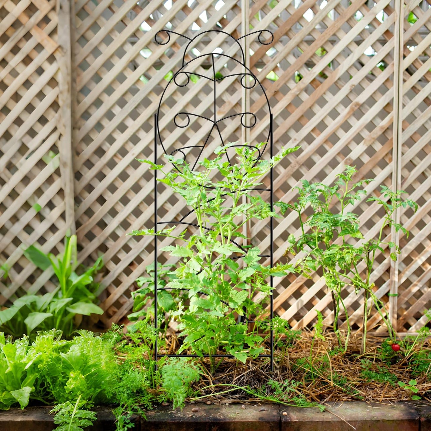 ARIFARO Garden Trellis 56″ H x16″ W (Pack of 4) Metal Climbing Plant Trellis Outdoor/Indoor Sturdy Flower Trellis for Climbing Vines, Rose, Potted Plants