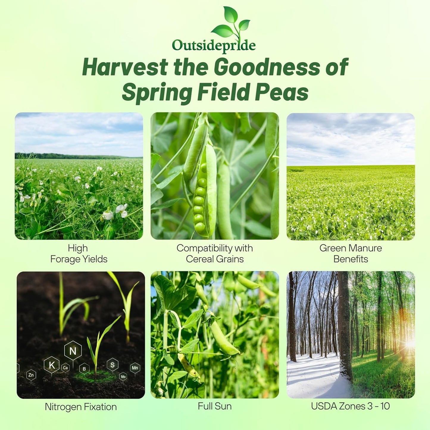 Outsidepride Dundale Spring Field Peas Seeds - 20 lbs. Annual, High-Protein Legume & Cover Crop Seeds for Forage, Food Plot, Gardens & Pastures - Ideal for Improving Soil Health, & Erosion Control