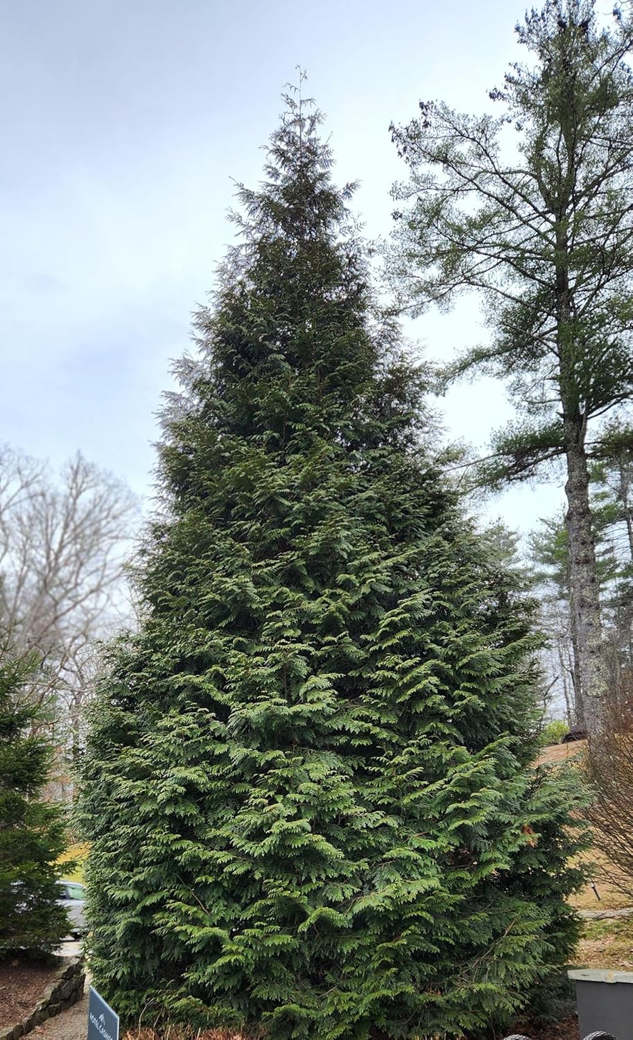 Thuja Green Giant Arborvitae Lot of 75, 3 Inch Pot