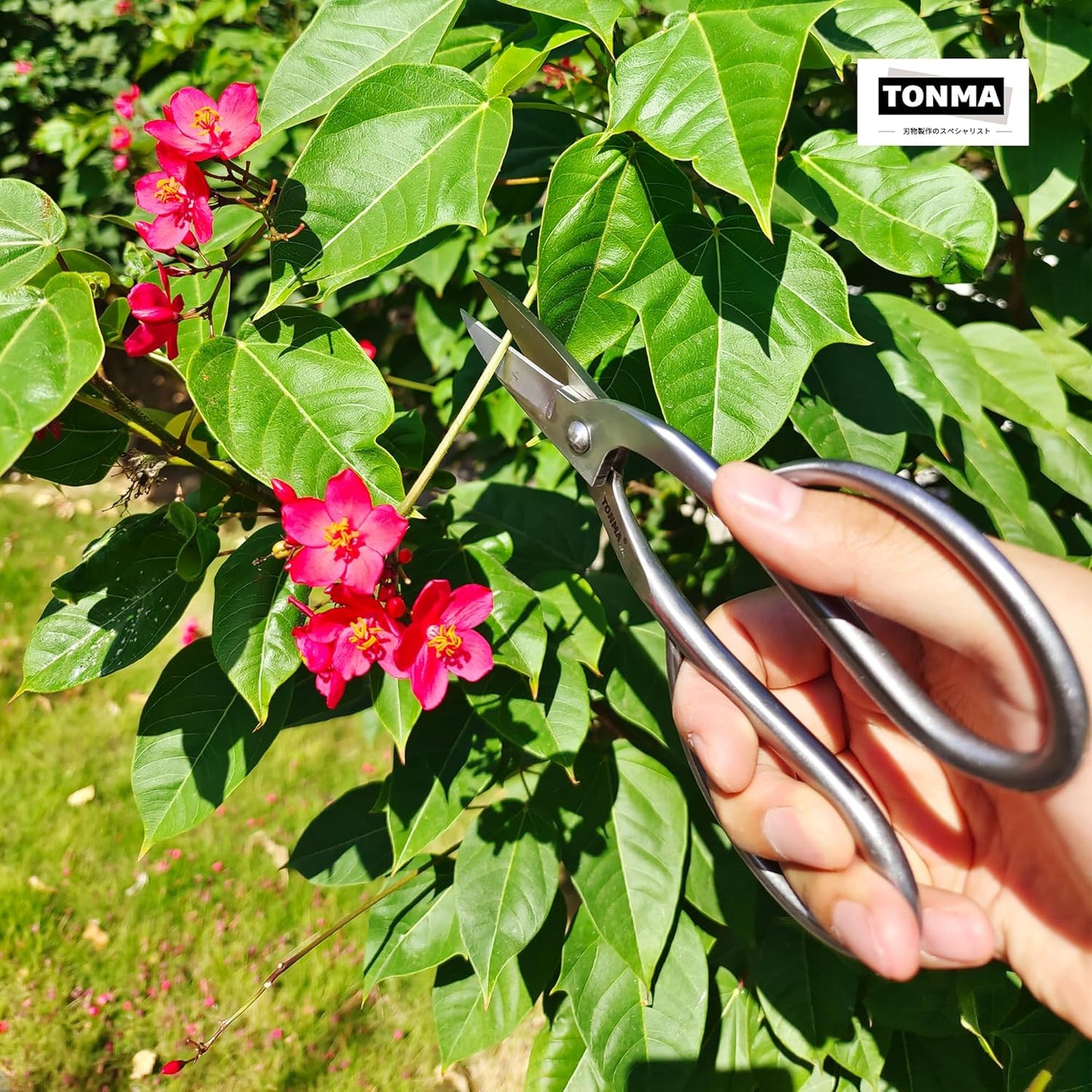 TONMA Ashinaga Bonsai Scissors [Made in Japan] 8 inch Soild Stainless Steel Hasami Pruning Shears Ultra Sharp & Rust-proof, Japanese Bonsai Garden Tools