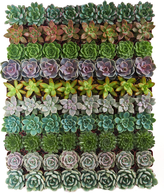 Shop Succulents Rosette Succulent Plant Pack Collection - Live Mini Succulent Plants, Low Maintenance, Floral Shaped Mix of Colors & Textures - Wedding and Party Favors, Gift & Garden, Pack of 32
