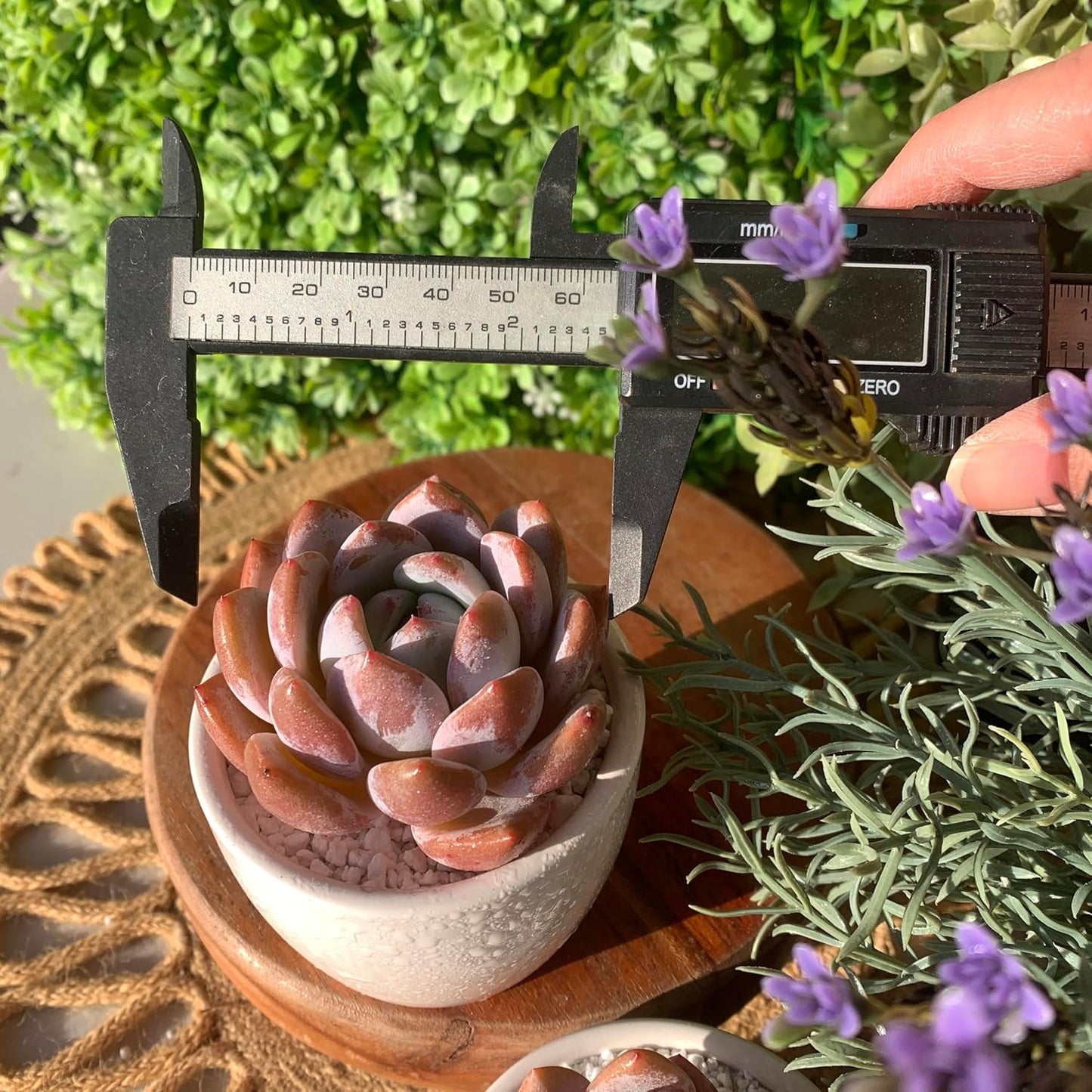 FWPP Live Succulents Plants Echeveria Sang-A 4.3 inches,Rare Succulents Bare Root Without Pot Soil, Live Plants Indoor Office Decoration Wedding and Gift