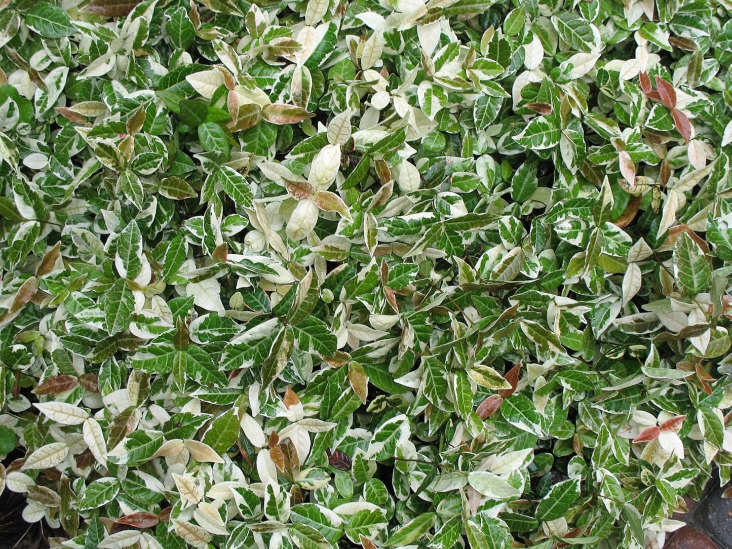 Jasmine Asiatic Variegated Plants | 10 Live 4 Inch Pots | Trachelospermum Asiaticum 'Variegata' | Fragrant Ground Cover | Evergreen Vine