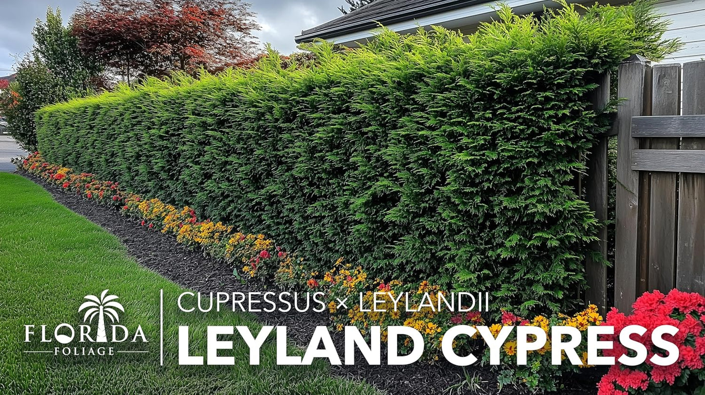 Leyland Cypress | 3 Live Plants | Cupressocyparis leylandii | Fast Growing Privacy Trees, Evergreen Landscape Plants, Drought Tolerant, Low Maintenance, Windbreak, Hardy