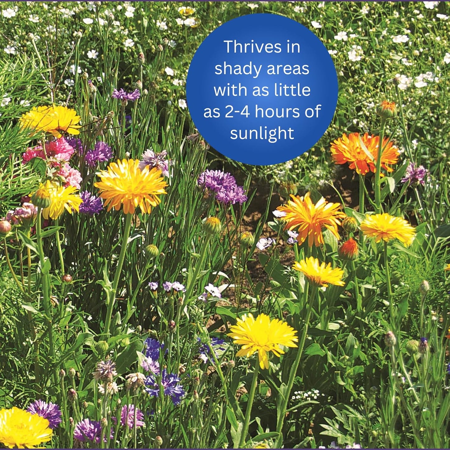 Earth Science Shady Wildflower Mix— 6 lb— 3-in-1 Formula with Premium Wildflower Seeds, Plant Food and Soil Conditioners - Non-GMO, Natural Ingredients