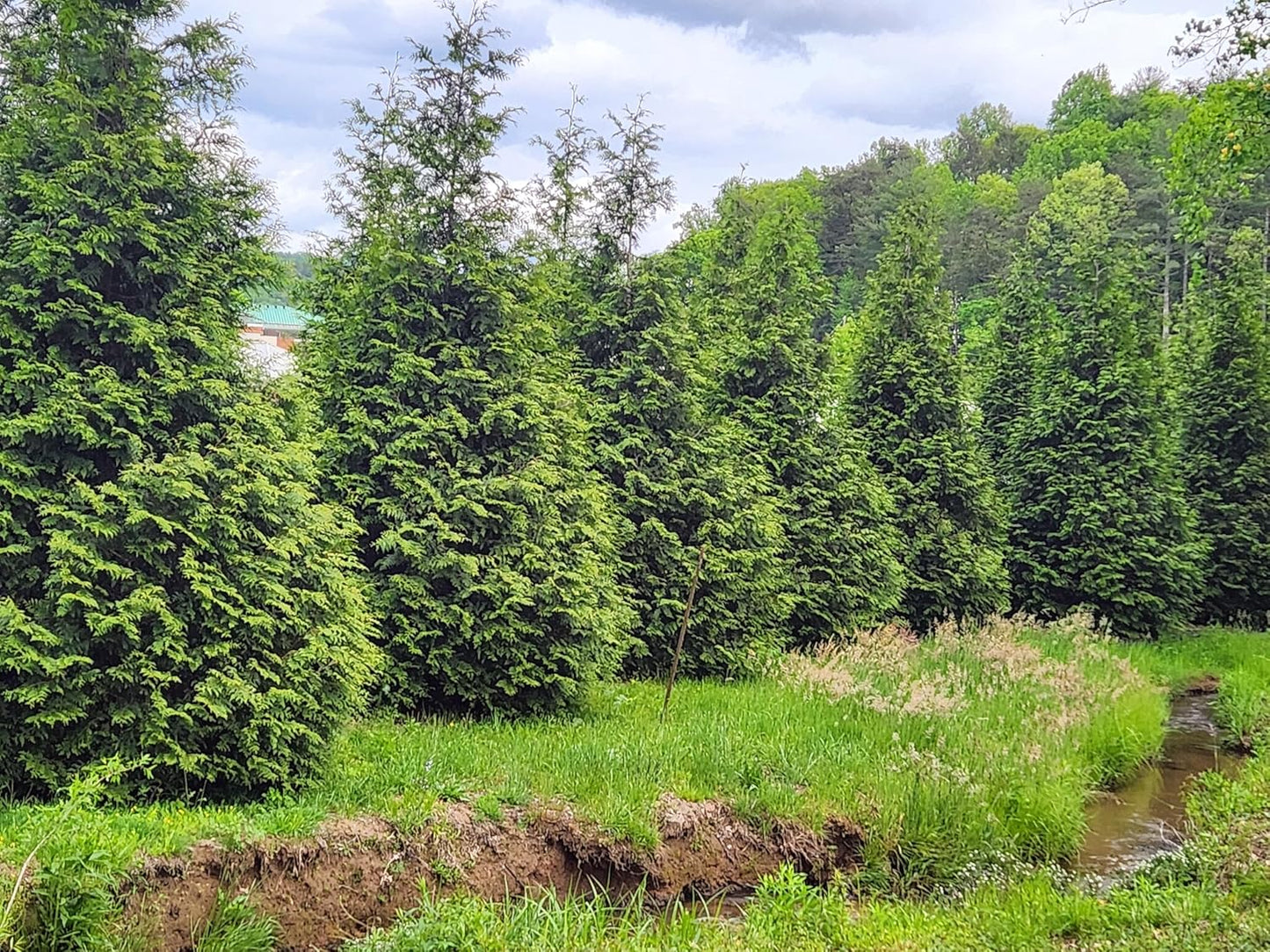 Thuja Green Giant Arborvitae Lot of 6, 3 Inch Pot