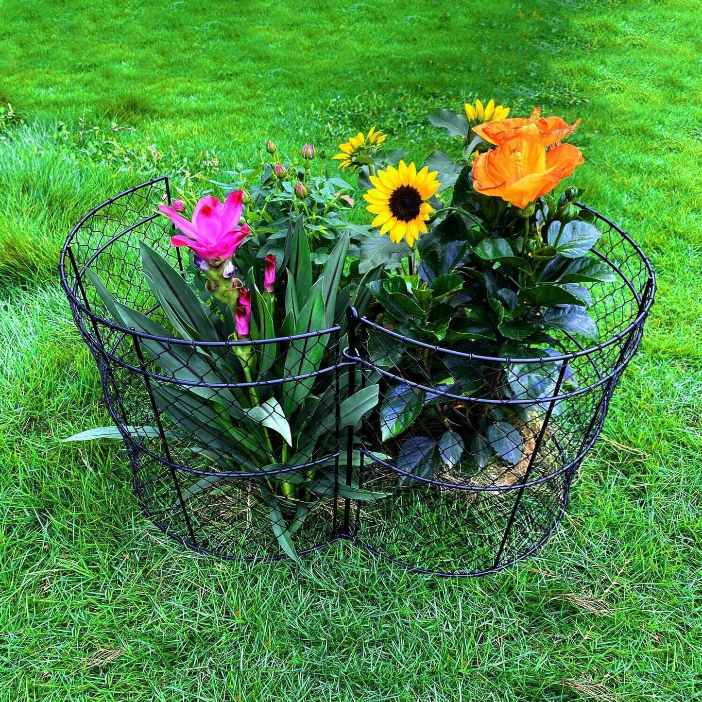 6 Pack Garden Plant Protection Cloches 14"x16", Heavy Duty Chicken Wire Plant Protectors, Rustproof Metal Garden Cages to Shield Seedlings, Flowers & Vegetables from Animals