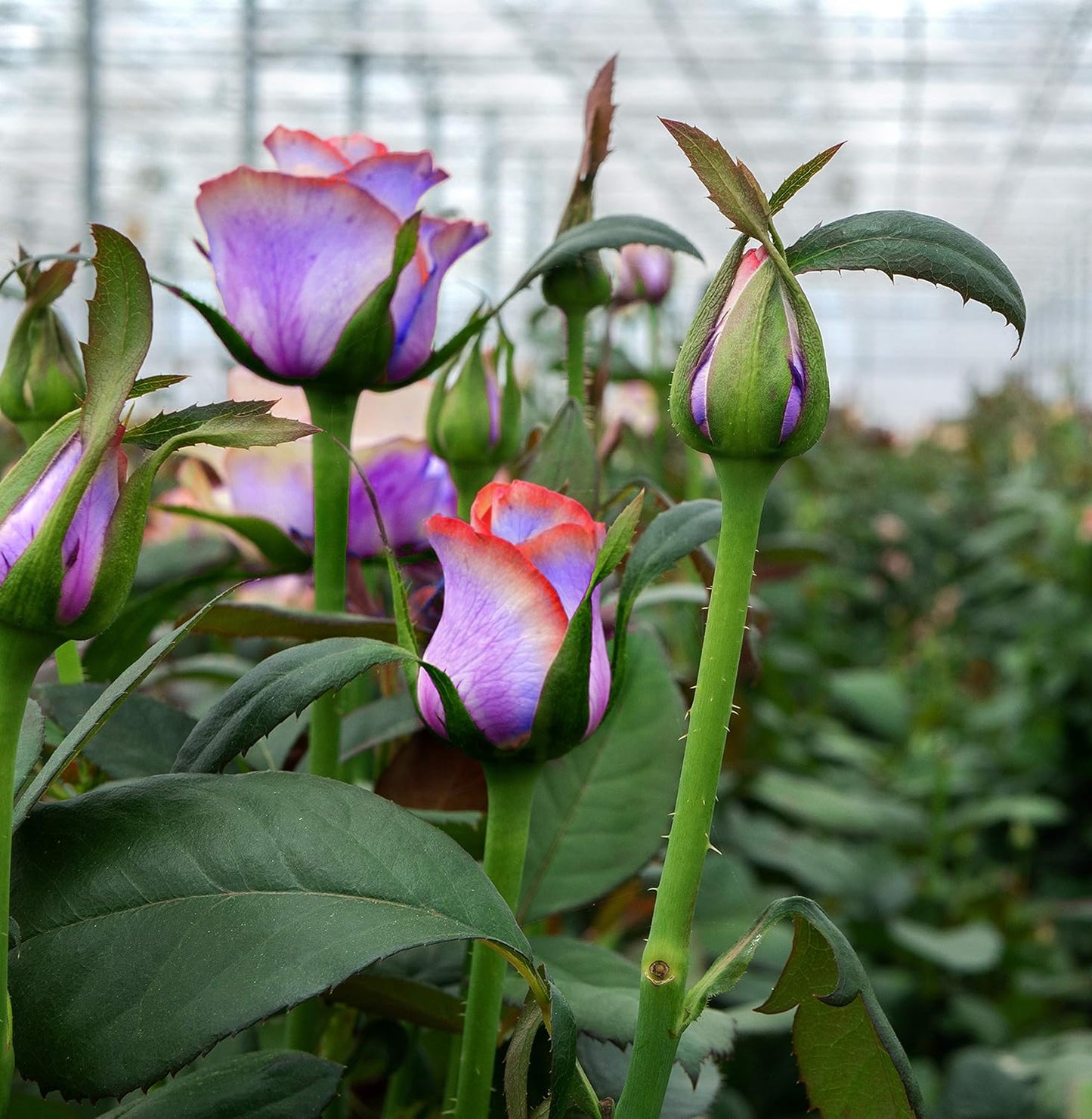 100+ Rose Seeds: 16 Blue Red Pink Yellow Heirloom Varieties for Colorful Perennial Shrubs