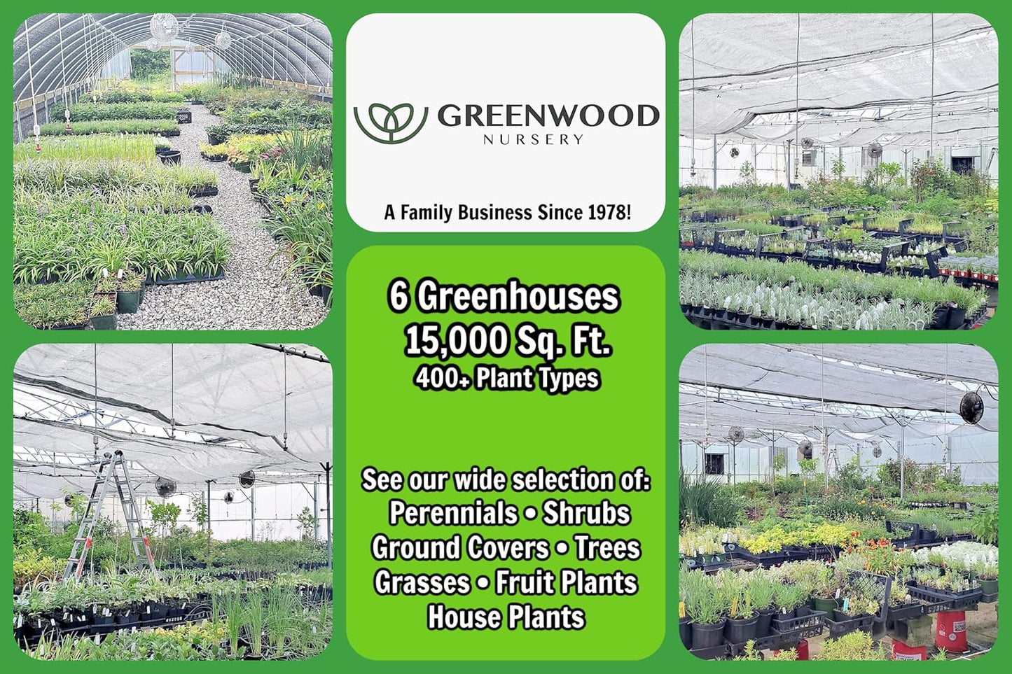 Greenwood Nursery: Live Perennial Plants - 'Homestead Purple' + Verbena Canadensis - [Qty: 5X Pint Pots] - (Click for Other Available Plants/Quantities)