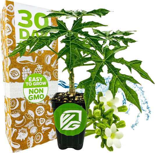 Mayan Spinach Live Plant - Cnidoscolus aconitifolius - Wellspring Gardens Salad Tree Starter Plant - Live Vegetable Plant - Easy to Grow - Ideal for Outdoor & Indoor Planting