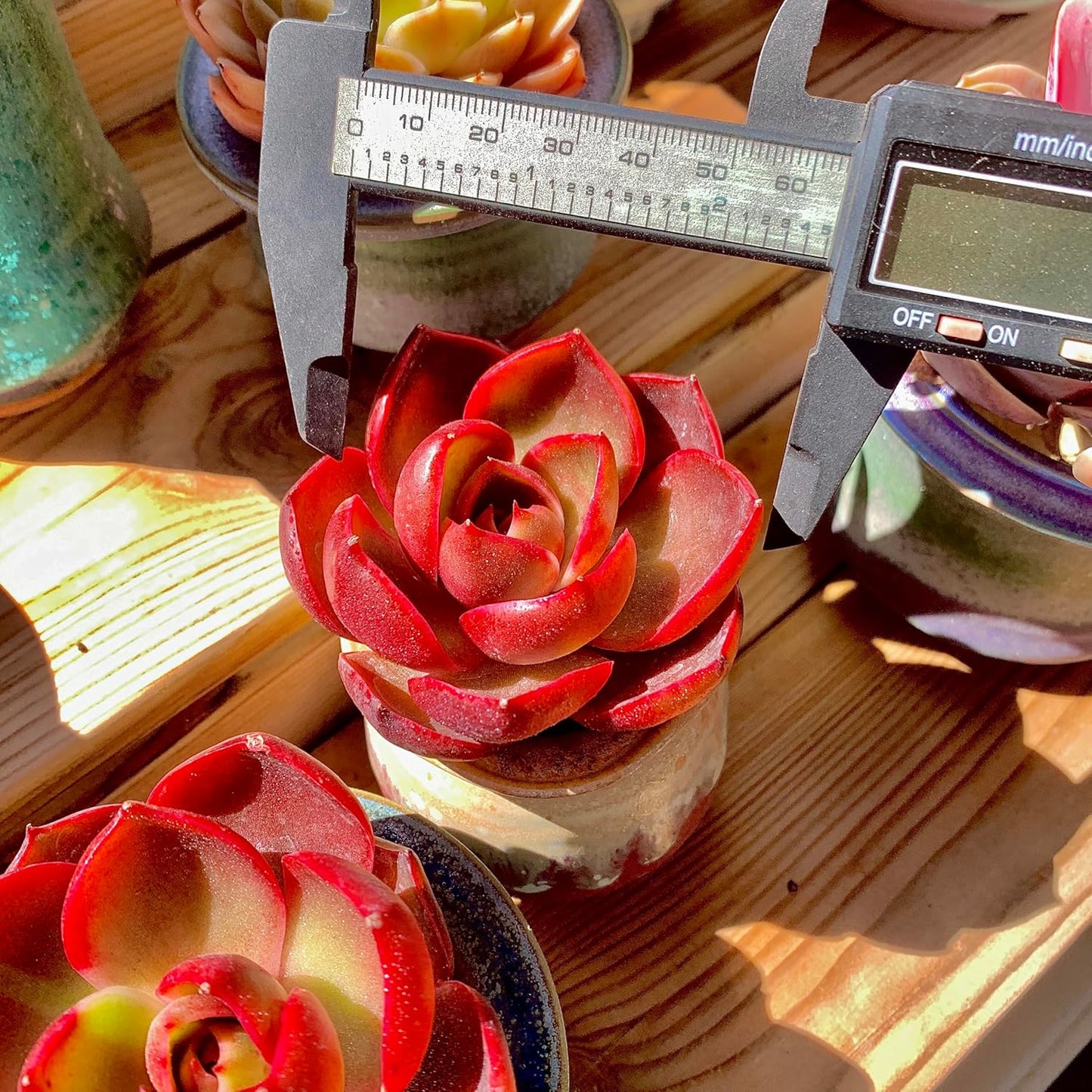 FWPP Live Succulents Plants Echeveria Red Lantern 2.5 inches,Rare red Succulents Bare Root Without Pot Soil, Live Plants Indoor Office Decoration Wedding and Gift