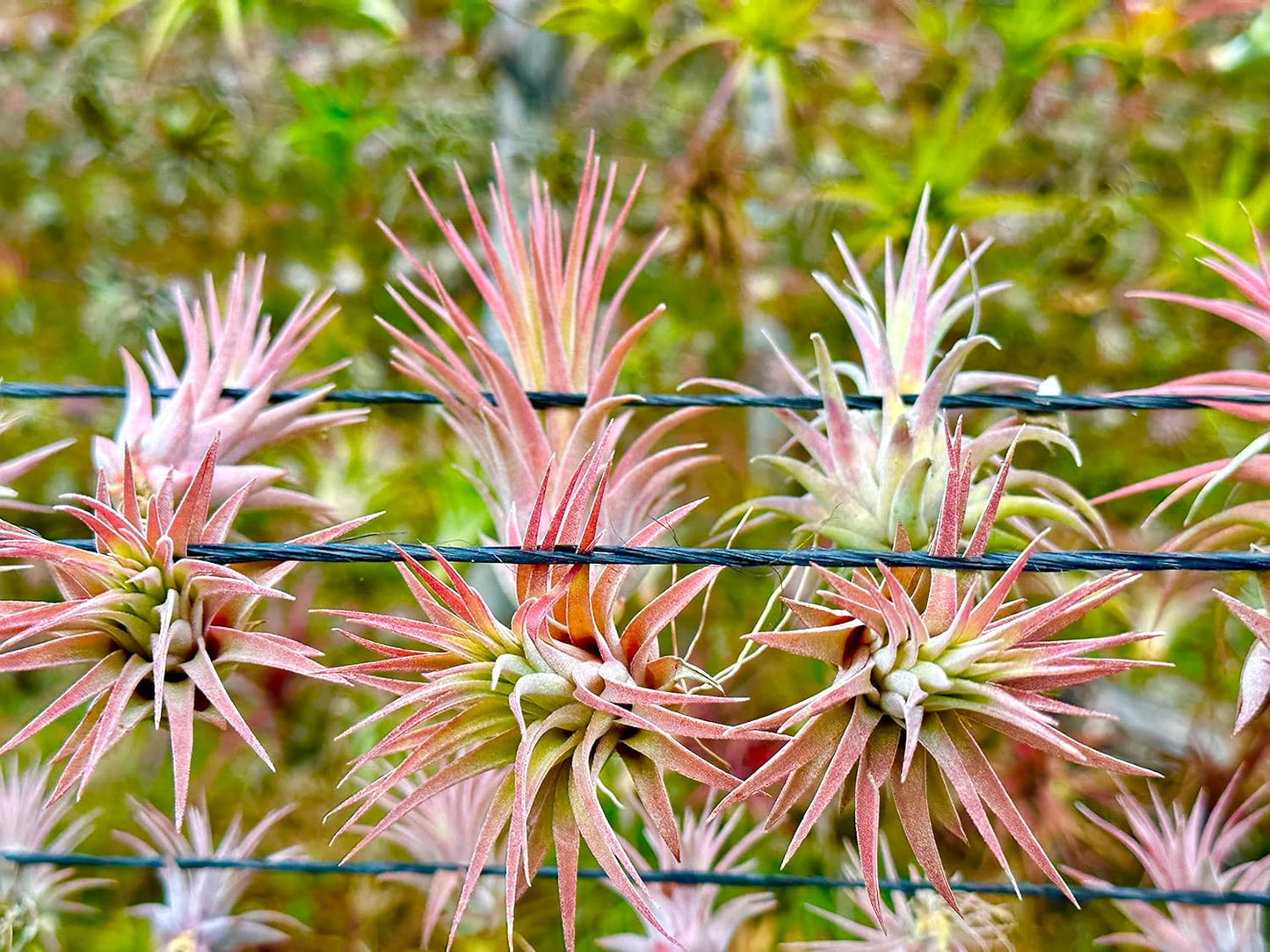 Air Plants Bulk - Tillandsia Ionantha Wholesale Pack, Regular 1-3" - 25ct - Live Arrival Guaranteed - House Plants for Home Decor & Gift