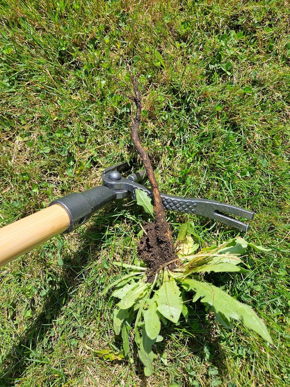 Edward Tools PullPro Long Handle Weed Puller Tool - 48" Classic Heavy Duty Hardwood Handle with 4 Claws Steel Head - Improved Stand Up Weed Remover Tool - Easy Stand Up Tool for Seniors
