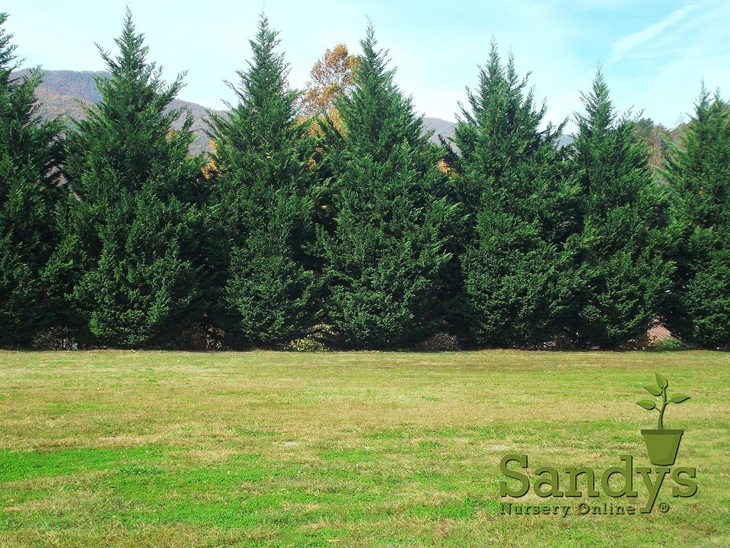 Thuja Green Giant Arborvitae Lot of 30 Each in a Protective Pouch 12-15 inches Tall