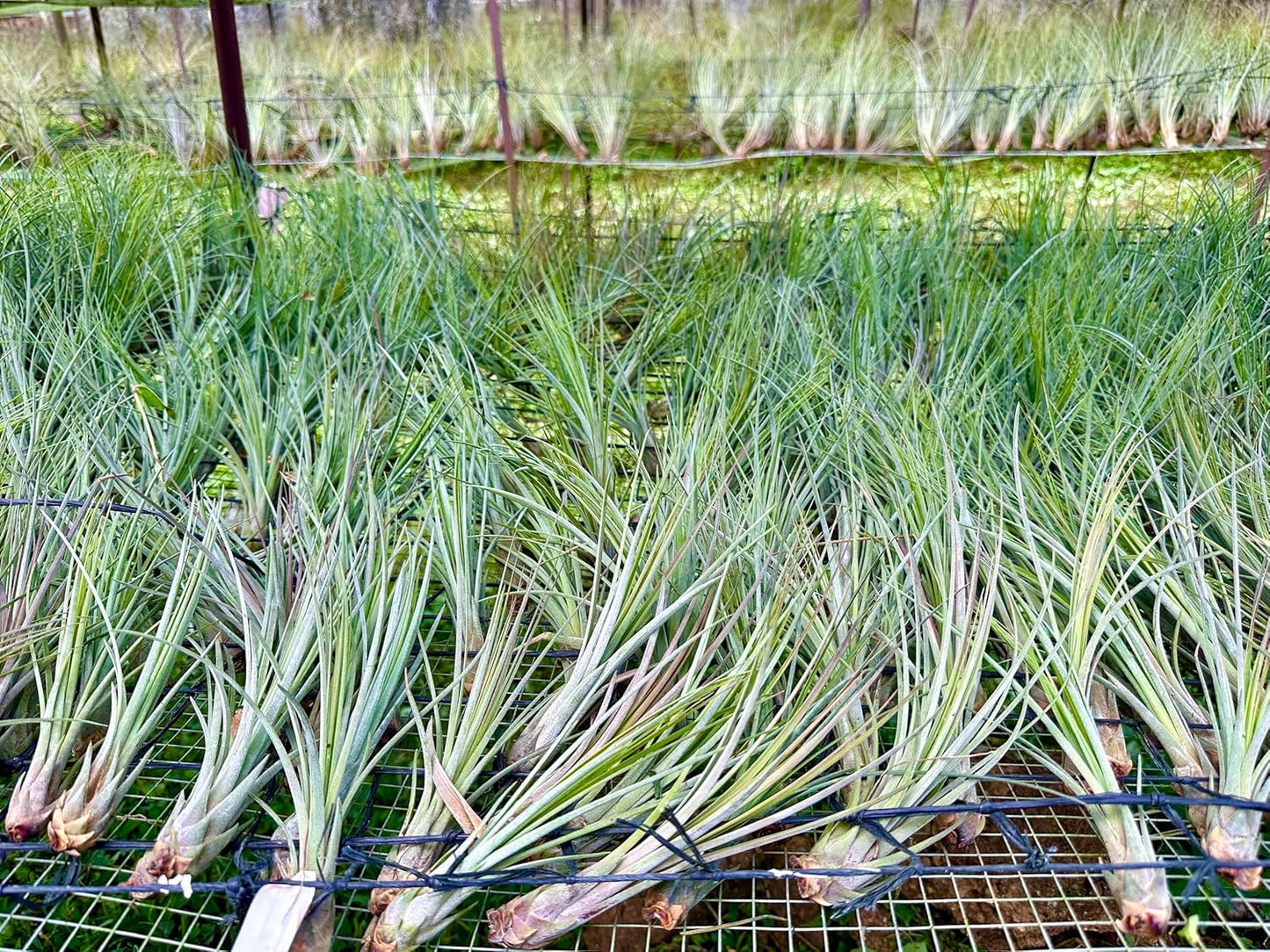 Air Plants - Tillandsia Juncea, Jumbo 8-12" - 1ct - Live Arrival Guaranteed - House Plants for Home Decor & Gift