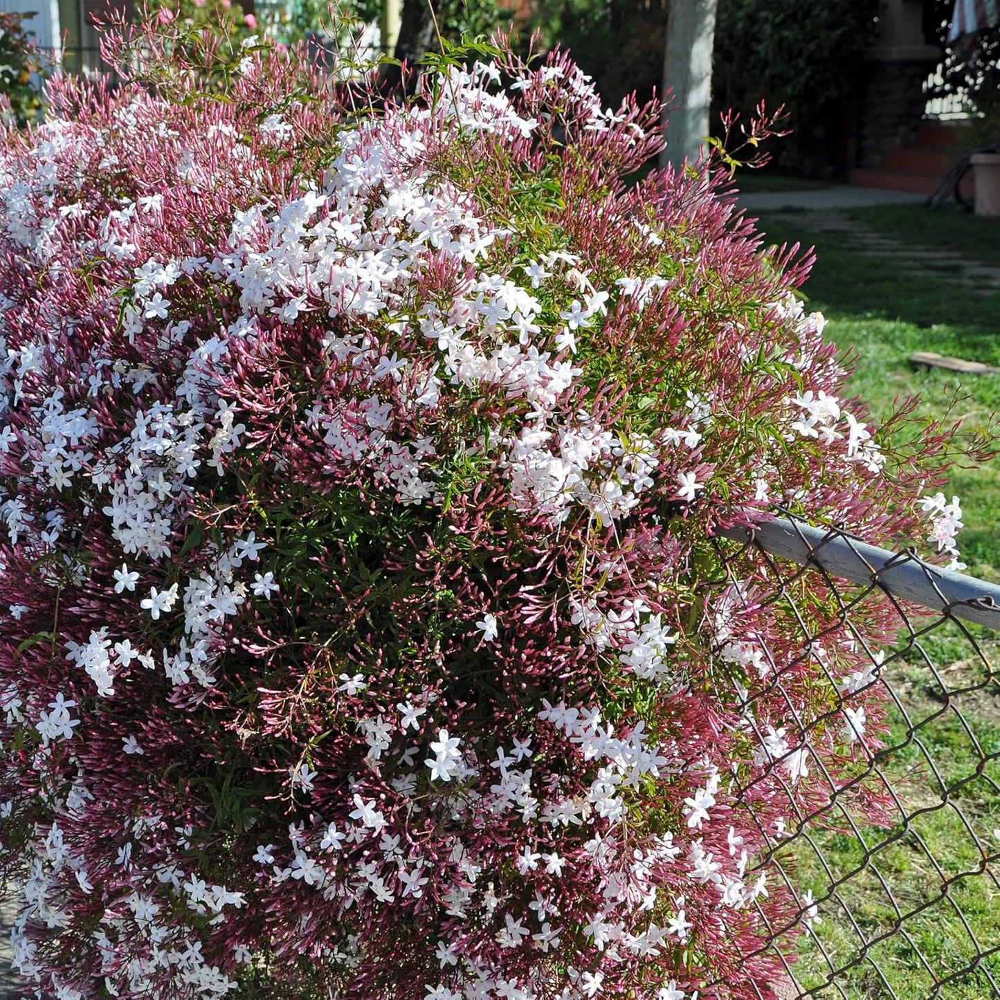 Pink Jasmine Vine - Jasminum Polyanthum - Fragrant & Blooming, Perfect for Indoor/Outdoor Decor (2 Pink jas Cups)